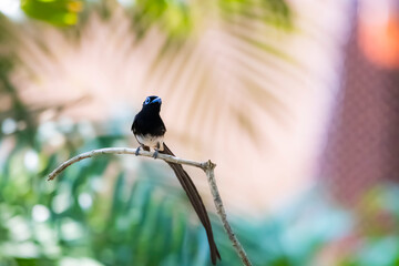 Black Paradise-flycatcher on a branch