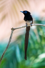 Black Paradise-flycatcher on a branch