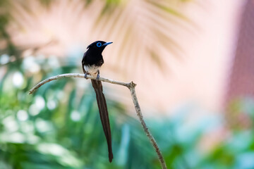 Black Paradise-flycatcher on a branch