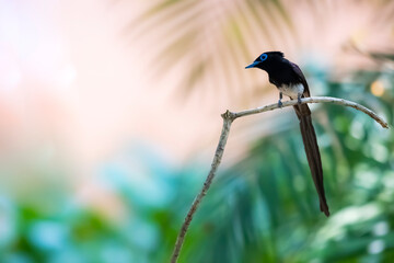 Black Paradise-flycatcher on a branch