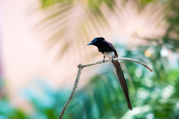 Black Paradise-flycatcher on a branch