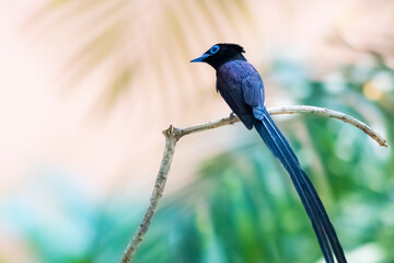 Black Paradise-flycatcher on a branch