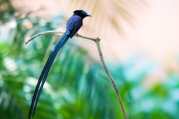 Black Paradise-flycatcher on a branch