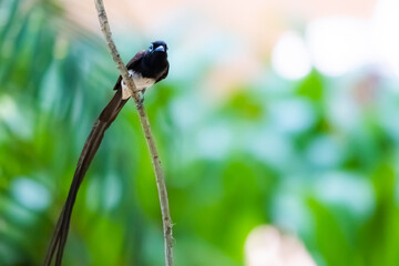 Black Paradise-flycatcher on a branch