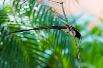 Black Paradise-flycatcher on a branch
