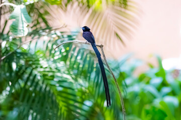 Black Paradise-flycatcher on a branch