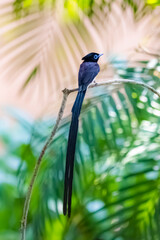 Black Paradise-flycatcher on a branch