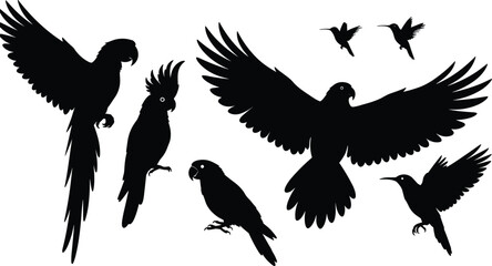 Obraz premium Parrot and tropical bird silhouettes collection, flying and perched exotic parrots in dynamic poses, black wildlife vector illustration set for nature, logo, branding design
