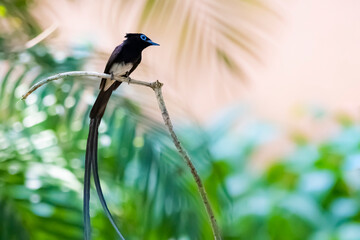 Black Paradise-flycatcher on a branch