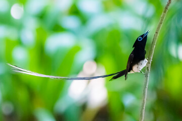 Black Paradise-flycatcher on a branch