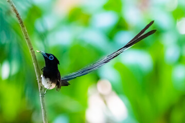 Black Paradise-flycatcher on a branch