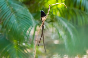Black Paradise-flycatcher on a branch