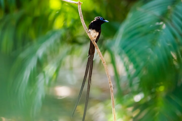 Black Paradise-flycatcher on a branch