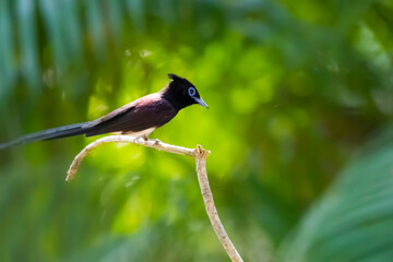 Black Paradise-flycatcher on a branch