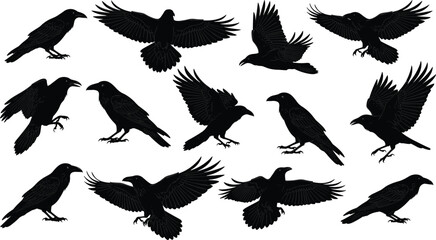 Obraz premium Raven and crow bird silhouettes collection, black flying and perched poses, dark wildlife vector illustration set for gothic, nature, logo, branding design