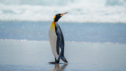 Fototapeta premium Close Up of a King Penguin Standing on Beach Looking Right Cute. Falkland Islands Volunteer Point Colony. Antarctica Travel Excursion Wildlife