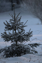 beautiful little green snowy and frozen Christmas tree in winter