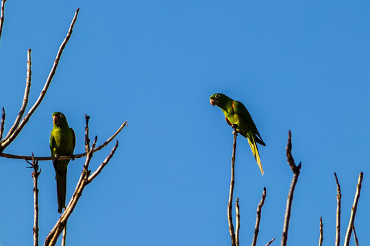 maritacas (Pionus) or brazilian parrots landed on a dry tree in Brazil