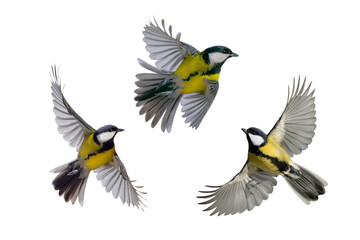 Obraz premium three great tit in flight isolated on white background