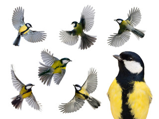 collage great tits in flight isolated on white background © fotomaster