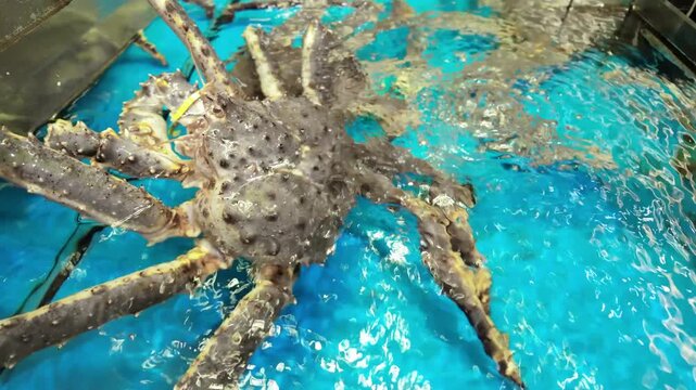 Fresh Emperor Crab in Water Dynamics