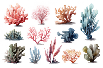 A set of 12 different types of seaweed