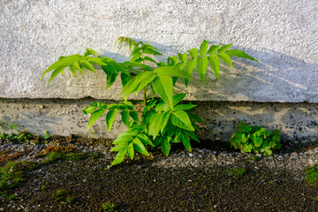 Jeune pousse d'arbre au pied d'un mur
