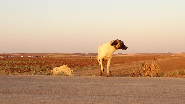 Injured stray mother dog hit by a car rests on a rural roadside before returning to her den. A powerful scene highlighting traffic danger to animals, ideal for road safety campaigns and animal welfare