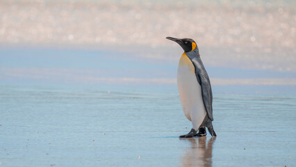 Fototapeta premium King Penguin Walks on Water Shore of Beach Sparkling Ocean Falkland Islands Volunteer Point Colony. Antarctica Travel Excursion
