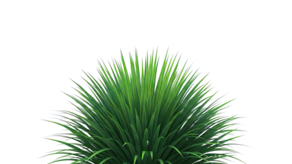 Lush green grass clump on a white background