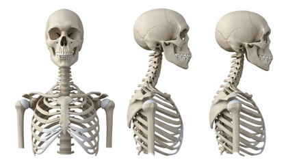 three hyper-detailed 3d renders showing human skull, cervical spine, and rib cage in multiple comparison views on a transparent background. concept of anatomical precision study