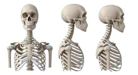 three hyper-detailed 3d renders showing human skull, cervical spine, and rib cage in multiple comparison views on a transparent background. concept of anatomical precision study