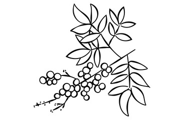 南天の線画イラスト