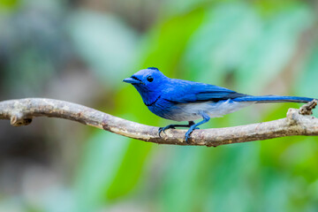 Fototapeta premium Black-naped Monarch on a branch