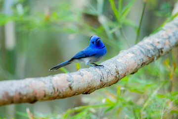 Obraz premium Black-naped Monarch on a branch