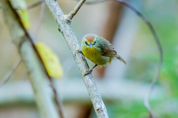 Pin-striped Tit-babbler  on a branch