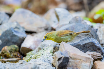 Pin-striped Tit-babbler  on a branch