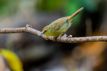 Pin-striped Tit-babbler  on a branch