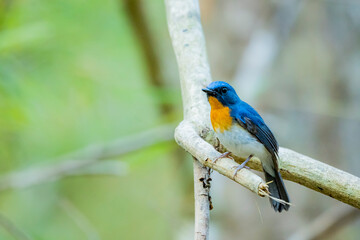 Obraz premium Indochinese Blue Flycatcher on a branch