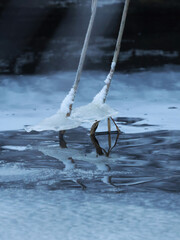 ice frozen around reeds in water on a winter island
