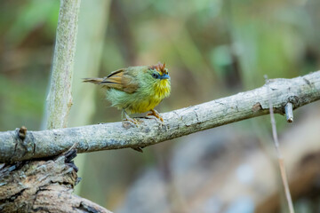 Pin-striped Tit-babbler  on a branch