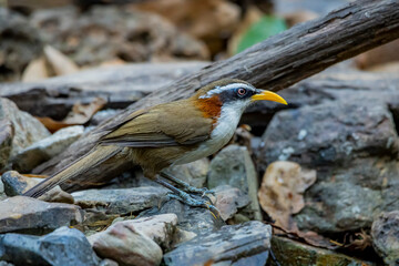 White-browed Scimitar-babbler on a branch