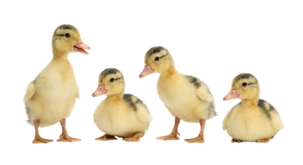 Four Cute Ducklings Standing Together on White Background