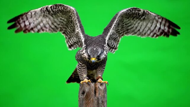 Majestic peregrine falcon perched on wooden post against green screen