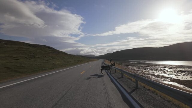 Driving Along the E69 Road on Mager&oslash;ya, With Reindeer on the Road, Heading Toward North Cape in Norway - POV Shot