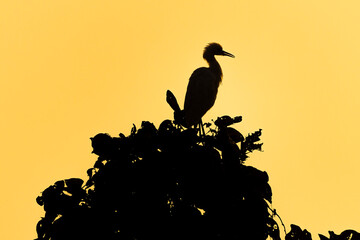 cattle egret