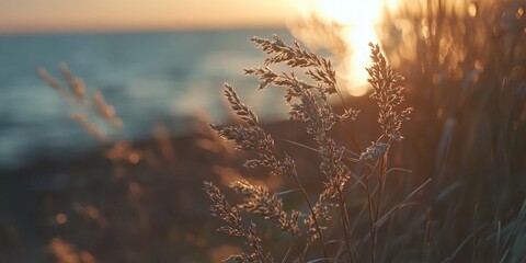 Beautiful sunset casting warm light on sea grass near the shoreline.