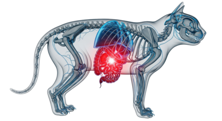translucent 3d anatomical model of a domestic cat (felis catus) in lateral projection, showing major organs, one glowing red organ, against infinity white. concept of pathology visualization