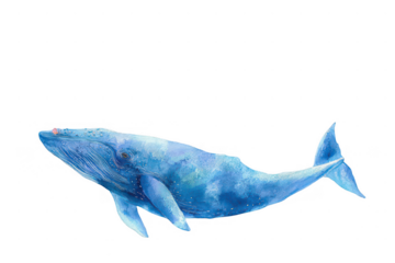A blue whale is swimming in the ocean