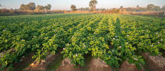 Large Potato Field with Flowering Plants in Organized Rows During Golden Hour